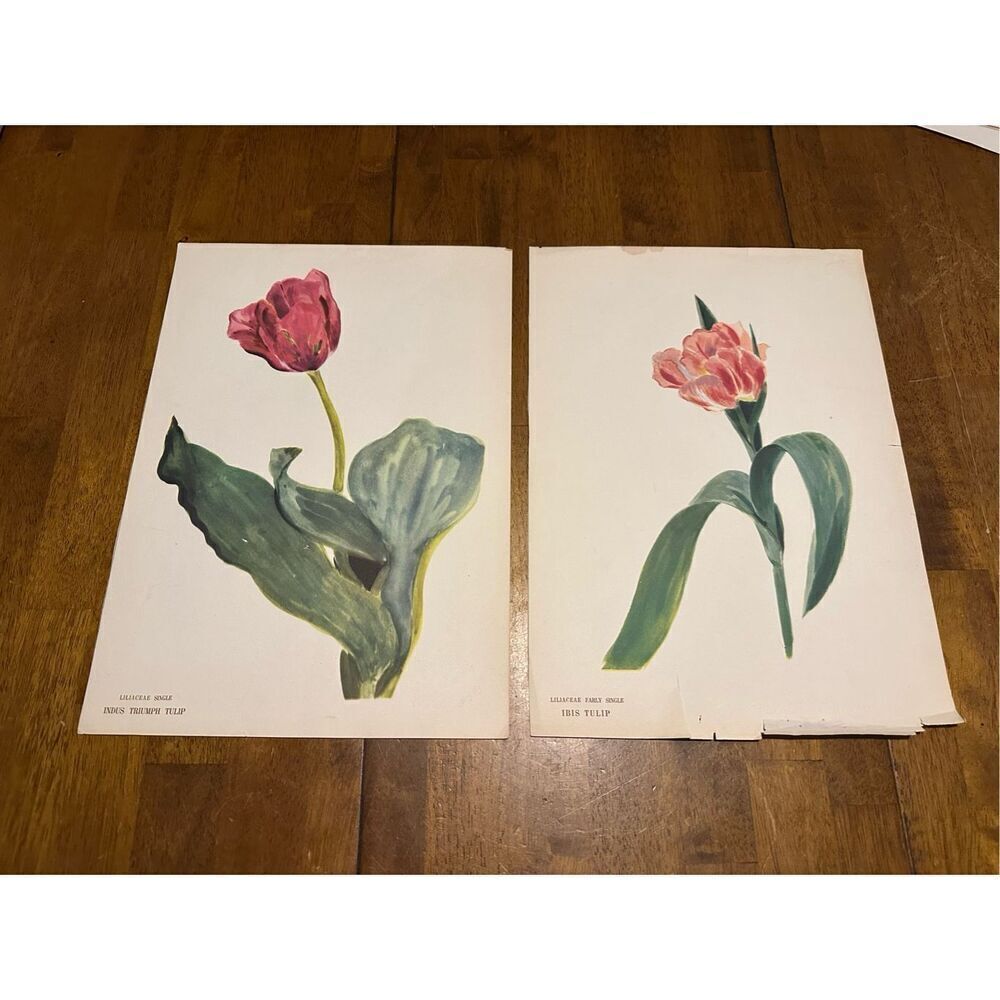 Flowers Drawn by Arlette Davids Text by Princess Bibesco prints Tulips 10x14”